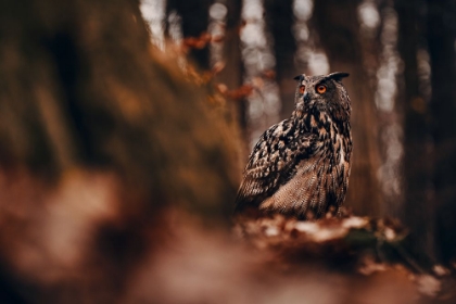 Picture of EURASIAN EAGLE-OWL (BUBO BUBO)