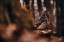 Picture of EURASIAN EAGLE-OWL (BUBO BUBO)