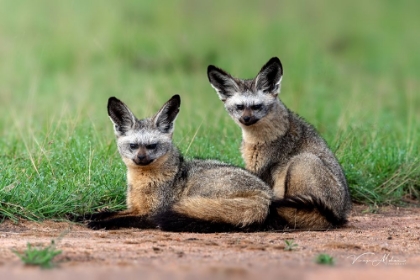 Picture of BAT EARED FOX