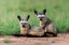 Picture of BAT EARED FOX