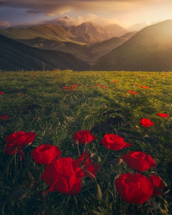 Picture of FLOWERS ON FIRE