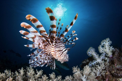 Picture of LIONFISH