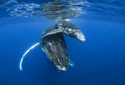Picture of HUMPBACK WHALES