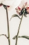 Picture of PEONY 01
