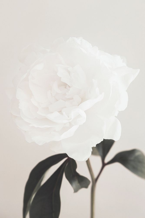 Picture of PEONY 03