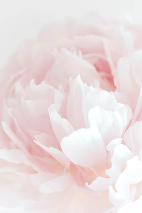 Picture of PEONY 05