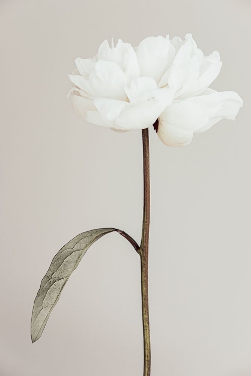 Picture of PEONY 07