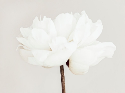 Picture of PEONY 11