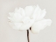 Picture of PEONY 11