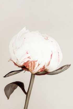 Picture of PEONY 13