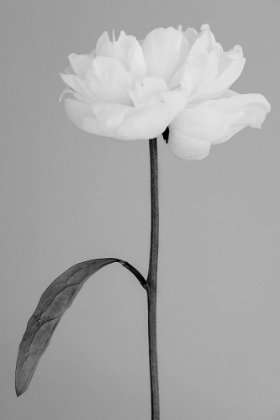 Picture of PEONY 14