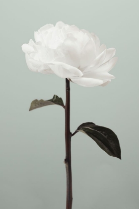 Picture of PEONY 16