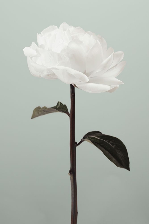 Picture of PEONY 16