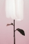 Picture of PEONY 19