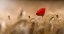 Picture of POPPY