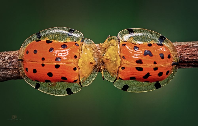 Picture of SPOTTED TORTOISE BEETLE