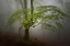 Picture of GREEN LEAVES.