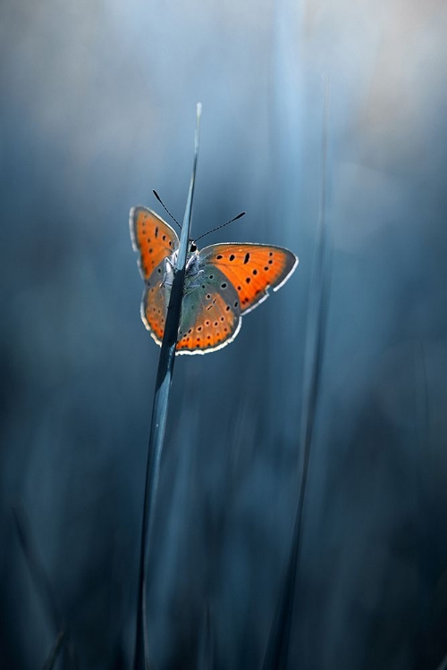 Picture of SHY BUTTERFLY