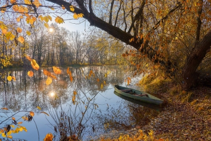 Picture of GOLDEN AUTUMN