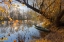 Picture of GOLDEN AUTUMN