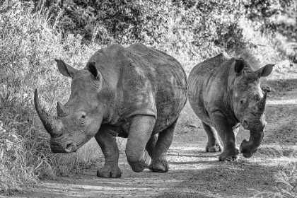 Picture of THE TWO RHINOS - WILDLIFE III