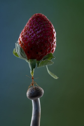 Picture of MIGHTY ANT LIFT-UP A STRAWBERRY