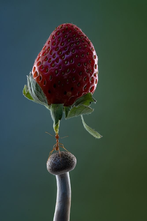 Picture of MIGHTY ANT LIFT-UP A STRAWBERRY