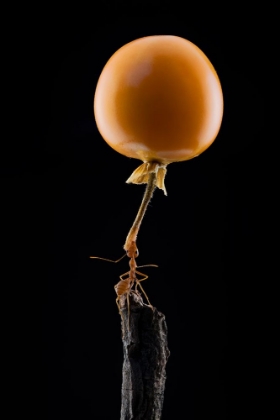 Picture of MIGHTY ANT LIFT-UP A TOMATO