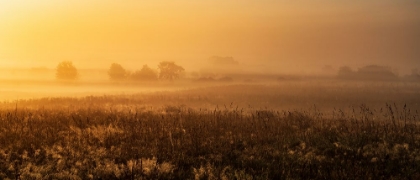 Picture of MORNINGMOOD