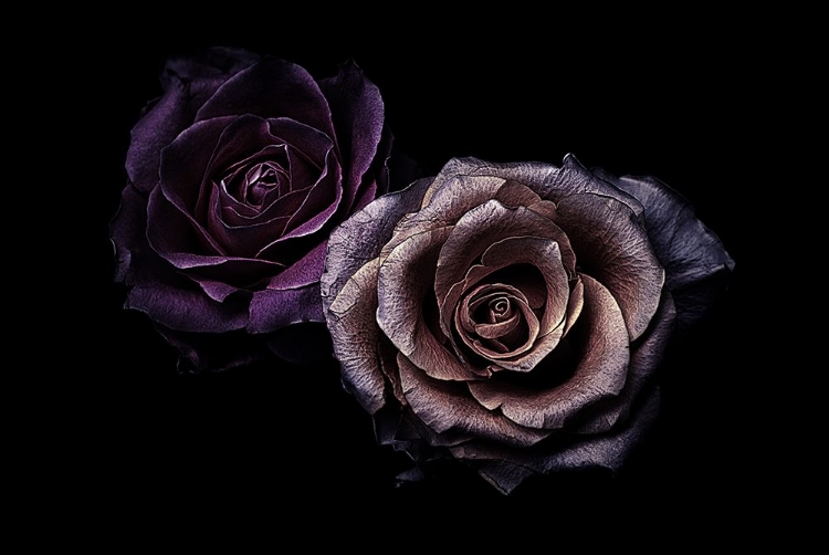 Picture of ROSES