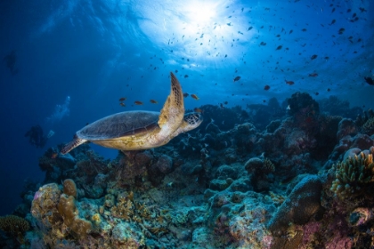 Picture of SUNLIGHT AND GREEN TURTLE