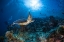 Picture of SUNLIGHT AND GREEN TURTLE