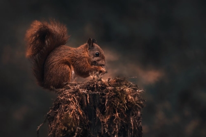 Picture of DARK FOREST