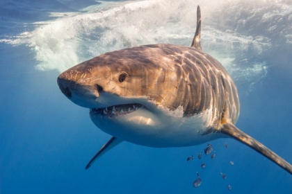 Picture of GREAT WHITE