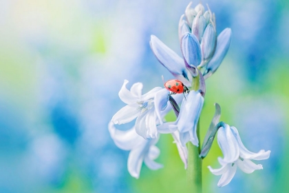 Picture of LADY IN BLUE