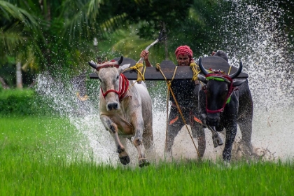 Picture of MOICHARA CATTLE RACE FESTIVAL