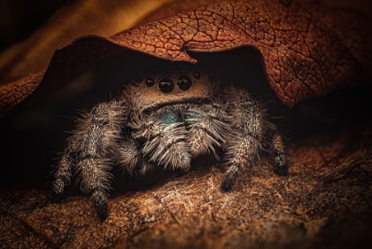 Picture of PHIDIPPUS REGIUS