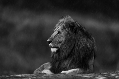Picture of RAINY KING