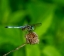 Picture of BLUE DASHER DRAGONFLY