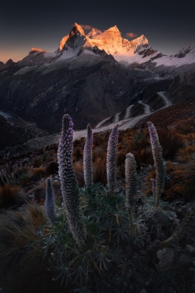 Picture of LUPIN TOWERS