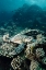 Picture of LIFE OF THE DEEP