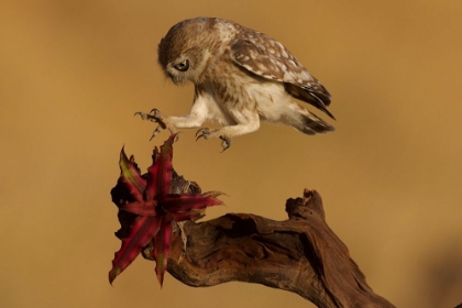 Picture of LITTLE OWL