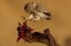 Picture of LITTLE OWL