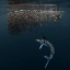 Picture of CHARGING INTO BAIT-BALL