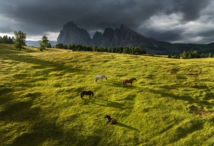 Picture of HORSES IN THE DOLOMITES