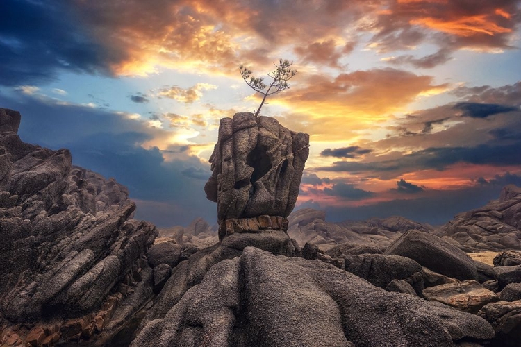 Picture of PINE TREE ON THE ROCK