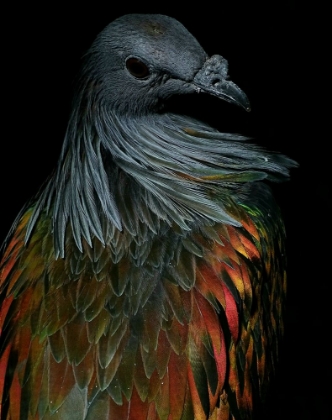 Picture of NICOBAR PIGEON