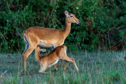 Picture of FEEDING TIME