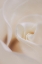 Picture of SOFT DREAMY WHITE ROSE