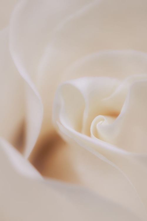Picture of SOFT DREAMY WHITE ROSE